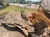 Branche cassée de l'arbre monde