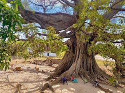 Arbre vu du manguier